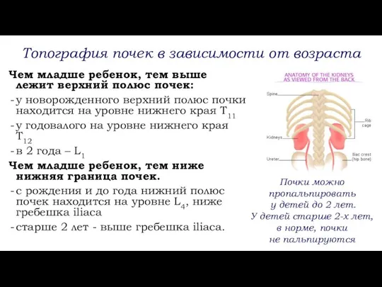 Топография почек в зависимости от возраста Чем младше ребенок, тем выше