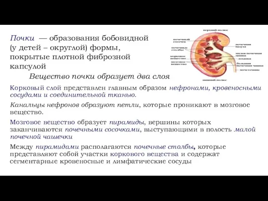 Корковый слой представлен главным образом нефронами, кровеносными сосудами и соединительной тканью.