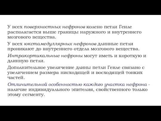 У всех поверхностных нефронов колено петли Генле располагается выше границы наружного