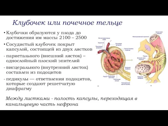 Клубочек или почечное тельце Клубочки образуются у плода до достижения им