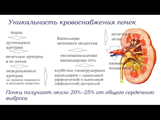 Почки получают около 20%–25% от общего сердечного выброса Уникальность кровоснабжения почек