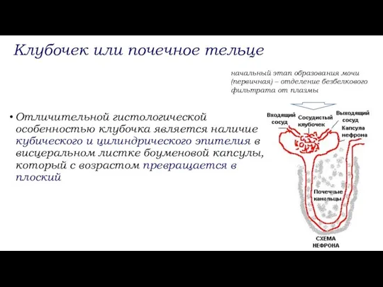 Отличительной гистологической особенностью клубочка является наличие кубического и цилиндрического эпителия в