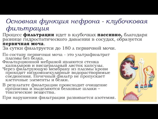 Основная функция нефрона - клубочковая фильтрация По составу первичная моча -