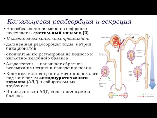 Новообразованная моча из нефронов поступает в дистальный каналец (2). В дистальных