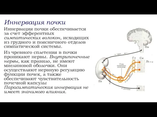 Иннервация почки Иннервация почки обеспечивается за счет эфферентных симпатических волокон, исходящих