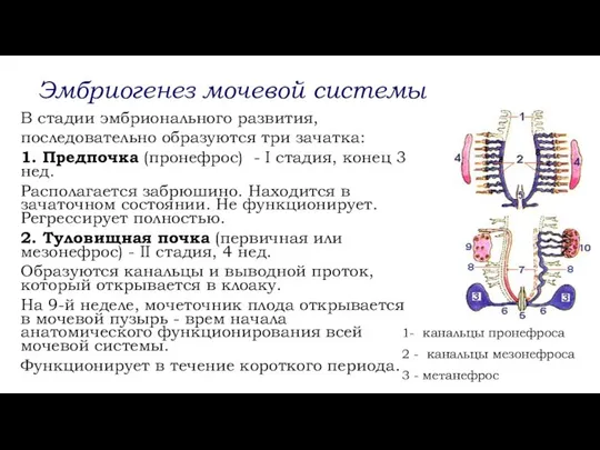 Эмбриогенез мочевой системы В стадии эмбрионального развития, последовательно образуются три зачатка: