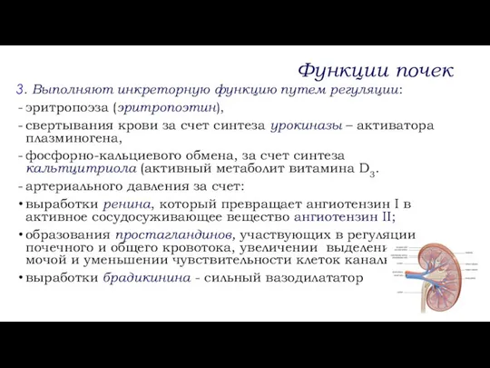 3. Выполняют инкреторную функцию путем регуляции: эритропоэза (эритропоэтин), свертывания крови за