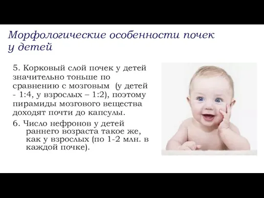 5. Корковый слой почек у детей значительно тоньше по сравнению с