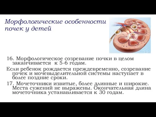 16. Морфологическое созревание почки в целом заканчивается к 5-6 годам. Если