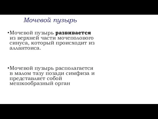 Мочевой пузырь Мочевой пузырь развивается из верхней части мочеполового синуса, который