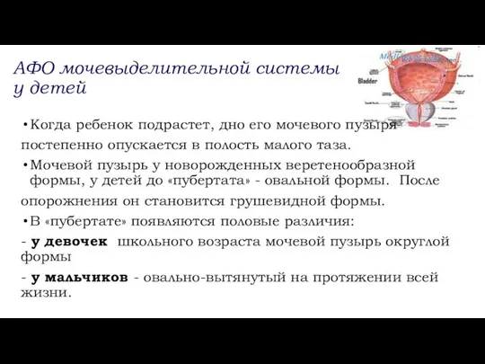 АФО мочевыделительной системы у детей Когда ребенок подрастет, дно его мочевого