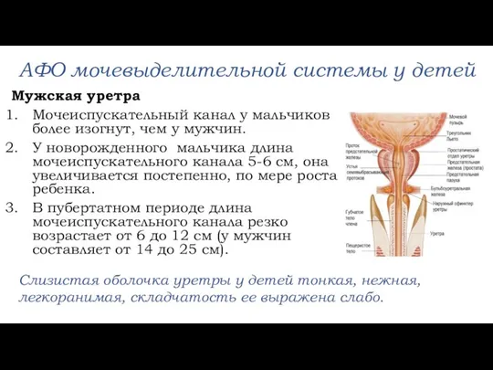 АФО мочевыделительной системы у детей Мужская уретра Мочеиспускательный канал у мальчиков