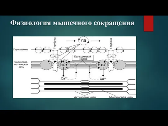 Физиология мышечного сокращения