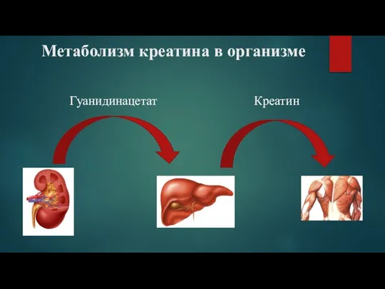 Метаболизм креатина в организме Гуанидинацетат Креатин