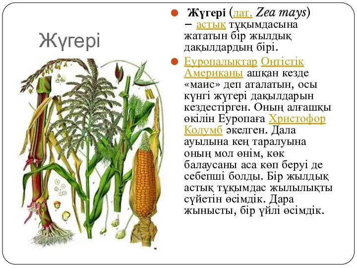 Жүгері Жүгері (лат. Zea mays) – астық тұқымдасына жататын бір жылдық