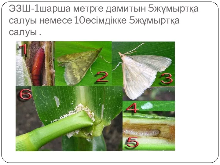 ЭЗШ-1шарша метрге дамитын 5жұмыртқа салуы немесе 10өсімдікке 5жұмыртқа салуы .