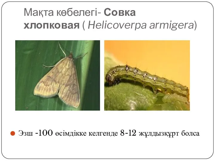 Мақта көбелегі- Совка хлопковая ( Helicoverpa armigera) Эзш -100 өсімдікке келгенде 8-12 жұлдызқұрт болса