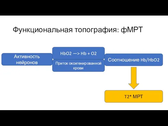 Функциональная топография: фМРТ Активность нейронов HbO2 —> Hb + O2 Соотношение