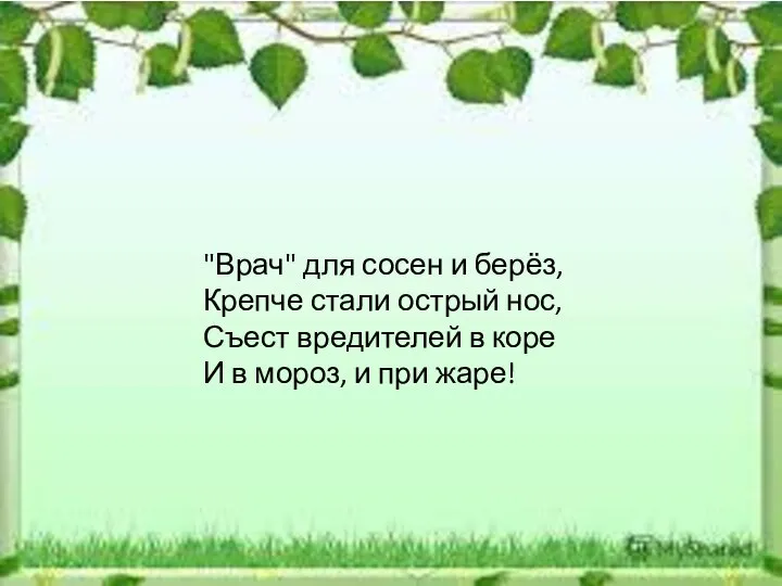 "Врач" для сосен и берёз, Крепче стали острый нос, Съест вредителей