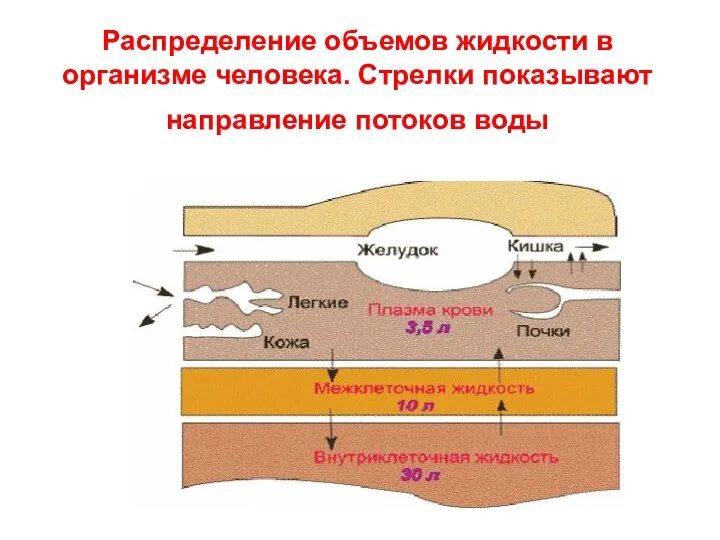 Распределение объемов жидкости в организме человека. Стрелки показывают направление потоков воды