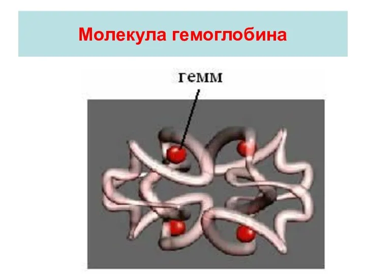 Молекула гемоглобина