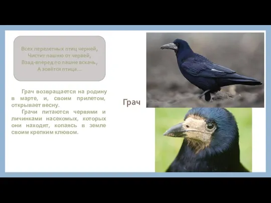 Грач Грач возвращается на родину в марте, и, своим прилетом, открывает