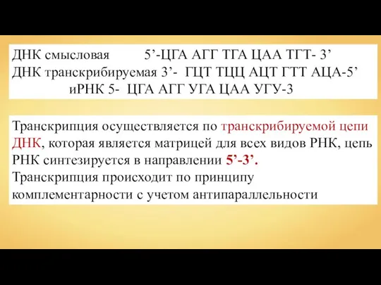 ДНК смысловая 5’-ЦГА АГГ ТГА ЦАА ТГТ- 3’ ДНК транскрибируемая 3’-