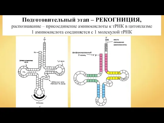 Подготовительный этап – РЕКОГНИЦИЯ, распознавание – присоединение аминокислоты к тРНК в