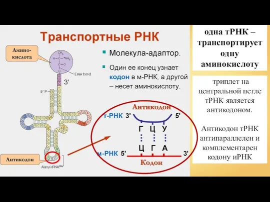 одна тРНК – транспортирует одну аминокислоту триплет на центральной петле тРНК