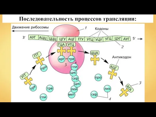 Последовательность процессов трансляции: