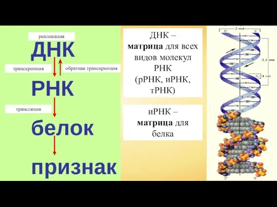 транскрипция репликация обратная транскрипция трансляция ДНК – матрица для всех видов