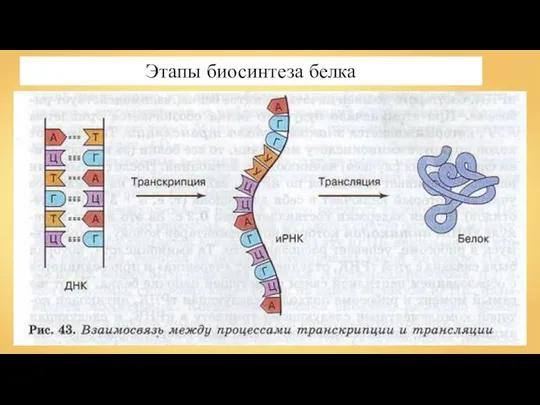 Этапы биосинтеза белка