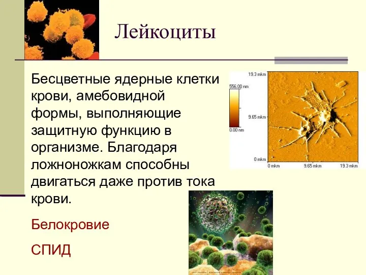 Лейкоциты Бесцветные ядерные клетки крови, амебовидной формы, выполняющие защитную функцию в