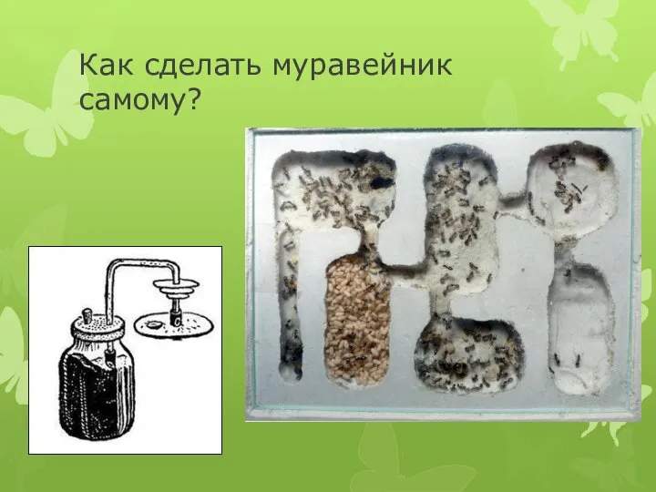 Как сделать муравейник самому?