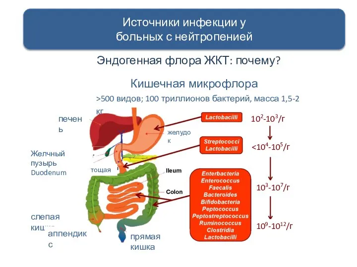 Эндогенная флора ЖКТ: почему? Источники инфекции у больных с нейтропенией 102-103/г 103-107/г 109-1012/г