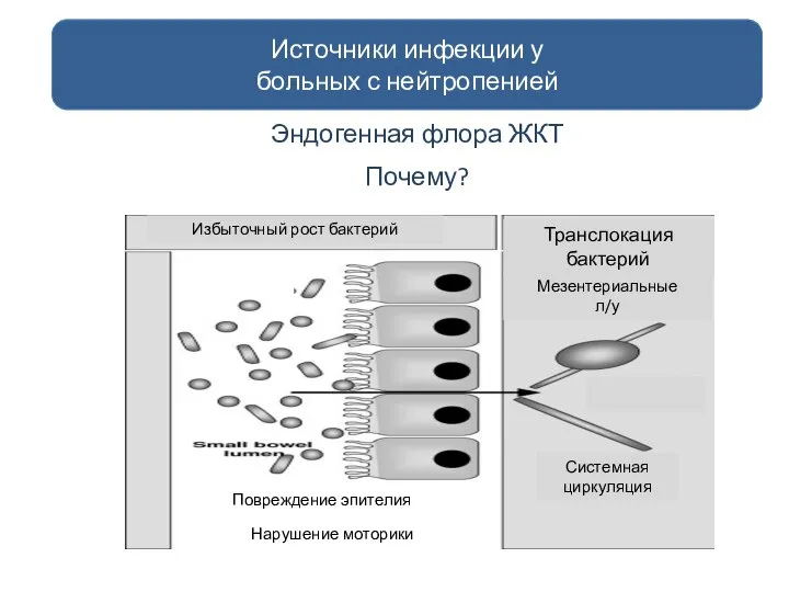 Эндогенная флора ЖКТ Почему? Источники инфекции у больных с нейтропенией Нарушение моторики Повреждение эпителия