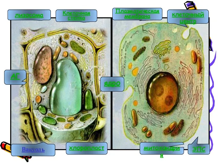 ЭПС АГ ядро митохондрия клеточный центр лизосома Вакуоль хлоропласт Плазматическая мембрана Клеточная стенка