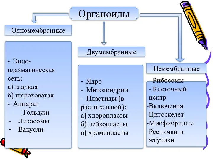 - Эндо- плазматическая сеть: а) гладкая б) шероховатая - Аппарат Гольджи