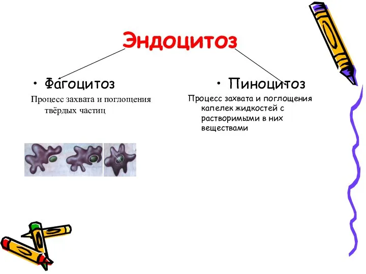 Эндоцитоз Фагоцитоз Процесс захвата и поглощения твёрдых частиц Пиноцитоз Процесс захвата