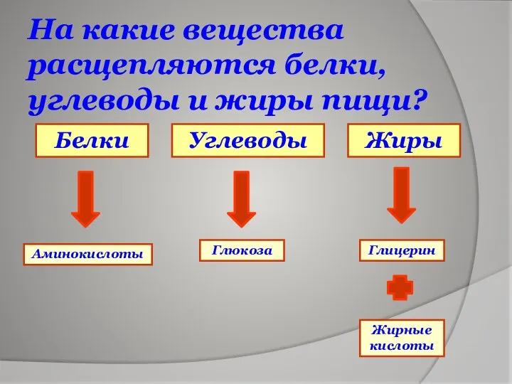 На какие вещества расщепляются белки, углеводы и жиры пищи? Жиры Углеводы