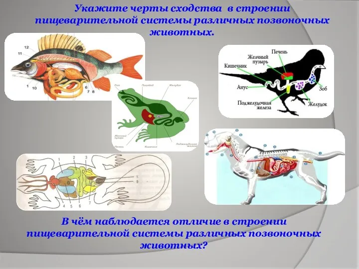 В чём наблюдается отличие в строении пищеварительной системы различных позвоночных животных?