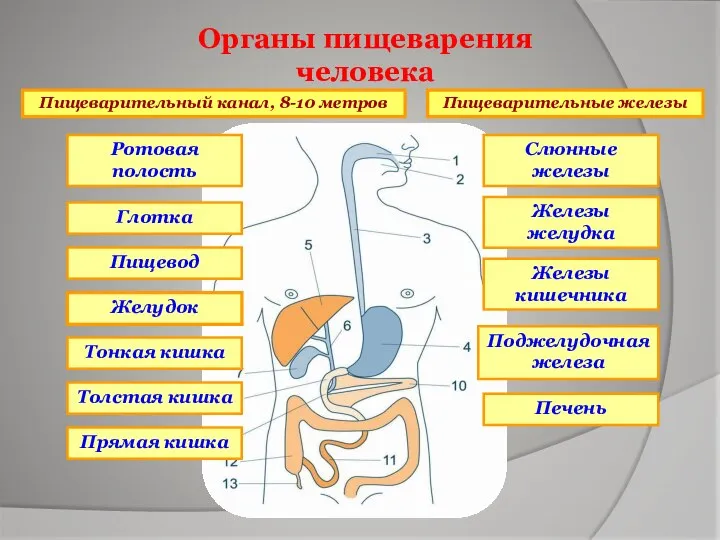 Органы пищеварения человека Пищеварительный канал, 8-10 метров Пищеварительные железы Ротовая полость