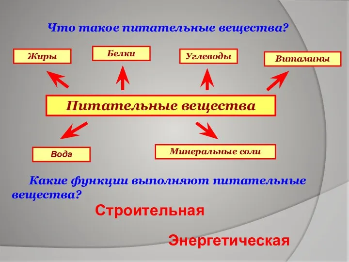 Что такое питательные вещества? Какие функции выполняют питательные вещества? Питательные вещества