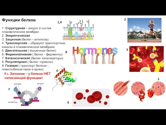Функции белков 1. Структурная – входят в состав плазматических мембран 2.