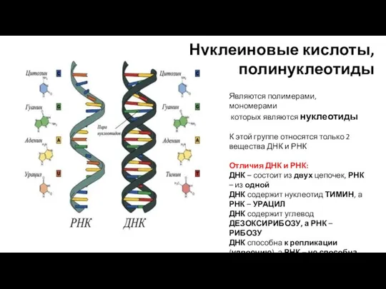 Нуклеиновые кислоты, полинуклеотиды Являются полимерами, мономерами которых являются нуклеотиды К этой