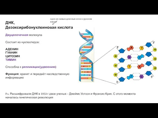 ДНК, Дезоксирибонуклеиновая кислота Двуцепочечная молекула Состоит из нуклеотидов: АДЕНИН ГУАНИН ЦИТОЗИН