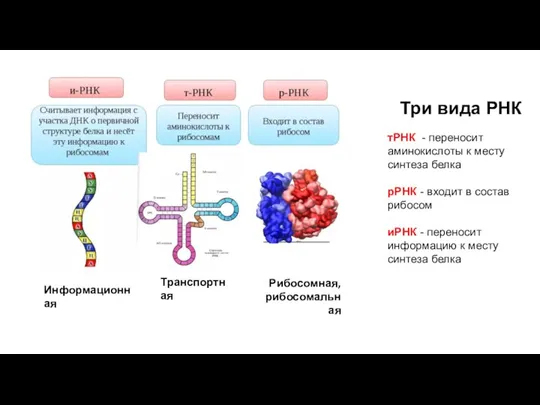 Три вида РНК тРНК - переносит аминокислоты к месту синтеза белка