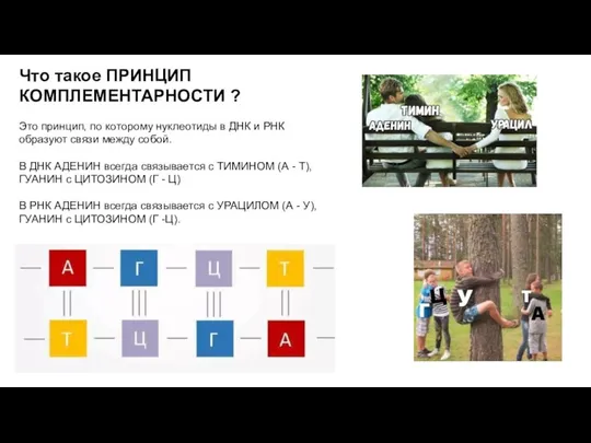 Что такое ПРИНЦИП КОМПЛЕМЕНТАРНОСТИ ? Это принцип, по которому нуклеотиды в