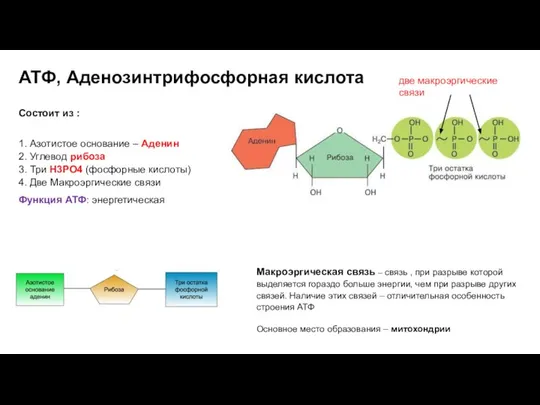 АТФ, Аденозинтрифосфорная кислота Состоит из : 1. Азотистое основание – Аденин