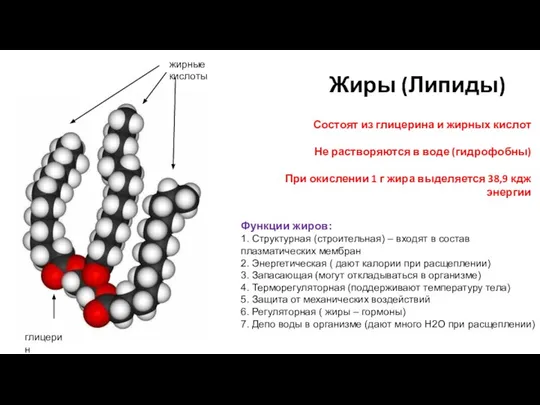 Жиры (Липиды) Состоят из глицерина и жирных кислот Не растворяются в